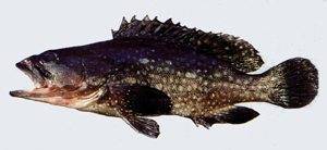 Epinephelus coeruleopunctatus藍點石斑魚