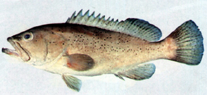 Epinephelus epistictus小紋石斑魚