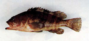 Epinephelus fasciatomaculosus斑帶石斑魚
