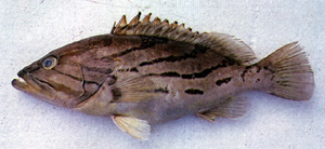 Epinephelus morrhua弧紋石斑魚