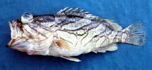 Epinephelus radiatus雲紋石斑魚