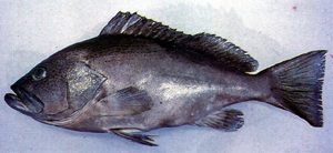 Epinephelus undulosus波紋石斑魚