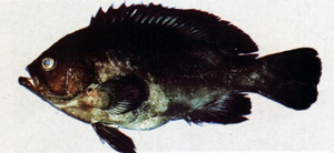 Triso dermopterus鳶鱠