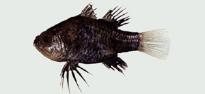 Apogonichthyoides nigripinnis黑鰭似天竺鯛