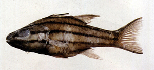 Cheilodipterus quinquelineatus五線巨齒天竺鯛