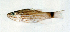 Cheilodipterus artus縱帶巨齒天竺鯛