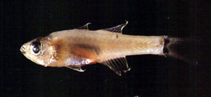Gymnapogon urospilotus尾斑裸天竺鯛