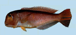 Branchiostegus japonicus日本馬頭魚