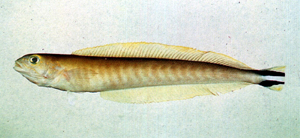 Malacanthus brevirostris短吻弱棘魚