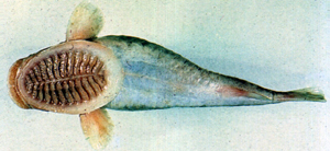 Remora albescens白短印魚