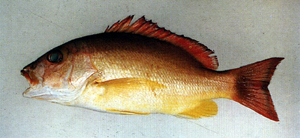 Lutjanus fulvus黃足笛鯛