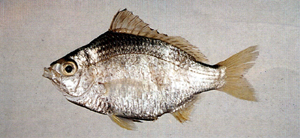 Gerres erythrourus短鑽嘴魚