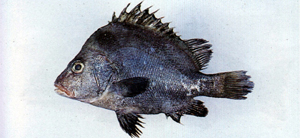Hapalogenys nigripinnis黑鰭髭鯛