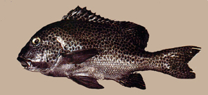 Plectorhinchus chaetodonoides斑胡椒鯛