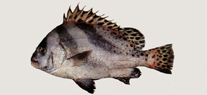 Plectorhinchus cinctus花尾胡椒鯛