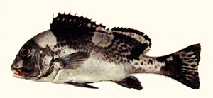 Plectorhinchus picus暗點胡椒鯛