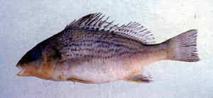 Pomadasys argenteus銀雞魚