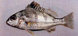 Pomadasys maculatus斑雞魚