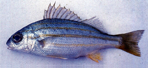 Pomadasys quadrilineatus四帶雞魚