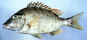 Lethrinus haematopterus正龍占魚
