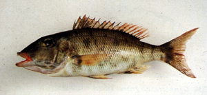 Lethrinus rubrioperculatus紅鰓龍占魚