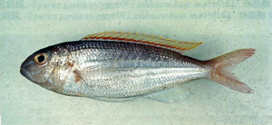 Nemipterus aurora赤黃金線魚