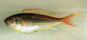 Nemipterus bathybius底金線魚