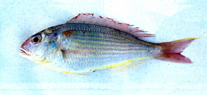 Nemipterus japonicus日本金線魚