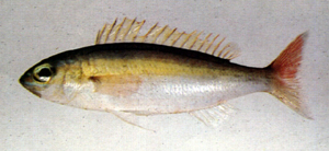 Pentapodus nagasakiensis長崎錐齒鯛