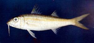 Mulloidichthys flavolineatus黃帶擬鬚鯛