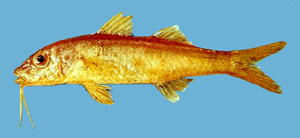 Mulloidichthys pfluegeri紅背擬鬚鯛
