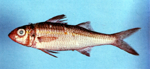 Mulloidichthys vanicolensis金帶擬鬚鯛