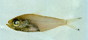 Parapriacanthus ransonneti雷氏充金眼鯛