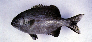 Kyphosus cinerascens天竺舵魚