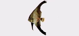 Platax pinnatus彎鰭燕魚