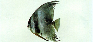 Platax teira尖翅燕魚