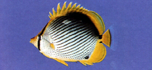Chaetodon melannotus黑背蝴蝶魚