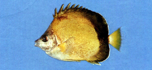 Chaetodon nippon日本蝴蝶魚