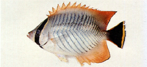 Chaetodon trifascialis川紋蝴蝶魚