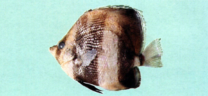 Coradion chrysozonus金斑少女魚