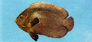 Centropyge nox黑刺尻魚