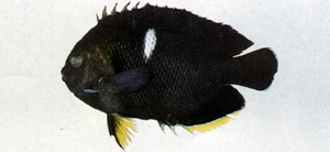 Centropyge tibicen白斑刺尻魚