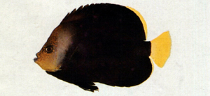 Chaetodontoplus melanosoma黑身荷包魚