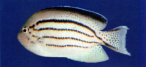 Genicanthus lamarck頰刺魚