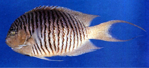 Genicanthus melanospilos黑紋頰刺魚