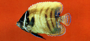 Pomacanthus sexstriatus六帶蓋刺魚