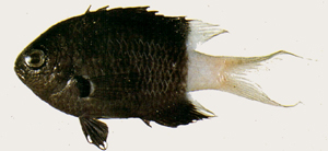 Chromis margaritifer雙斑光鰓雀鯛