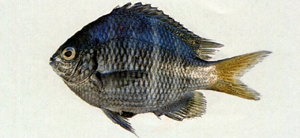 Abudefduf notatus黃尾豆娘魚