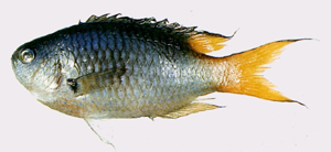 Neopomacentrus azysron黃尾新雀鯛