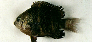 Plectroglyphidodon phoenixensis鳳凰固曲齒鯛